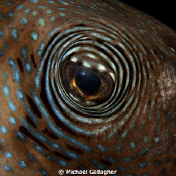 Bullseye!!! Pufferfish eye, night dive, Komodo, Indonesia. by Michael Gallagher 